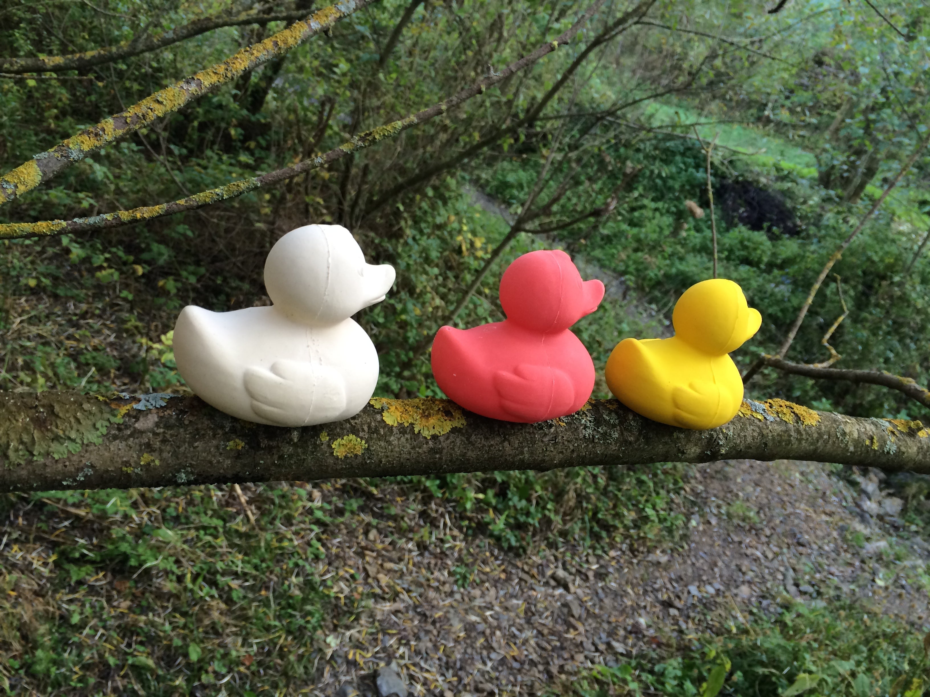 canard-monochrome-jaune-oli-carol