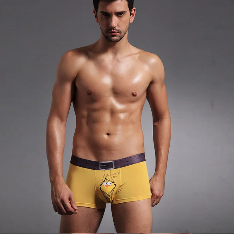 boxer poussin mr colvert