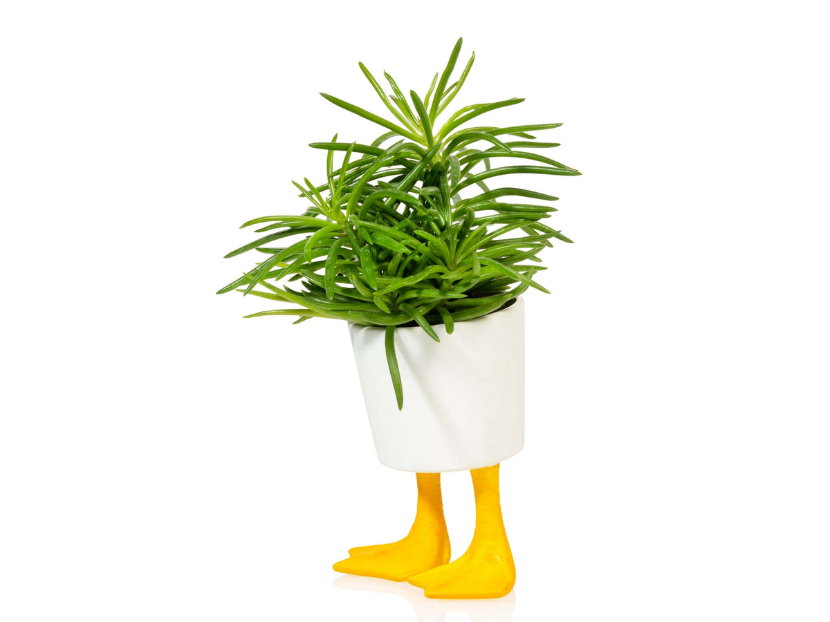 Duck Feet Planter Small