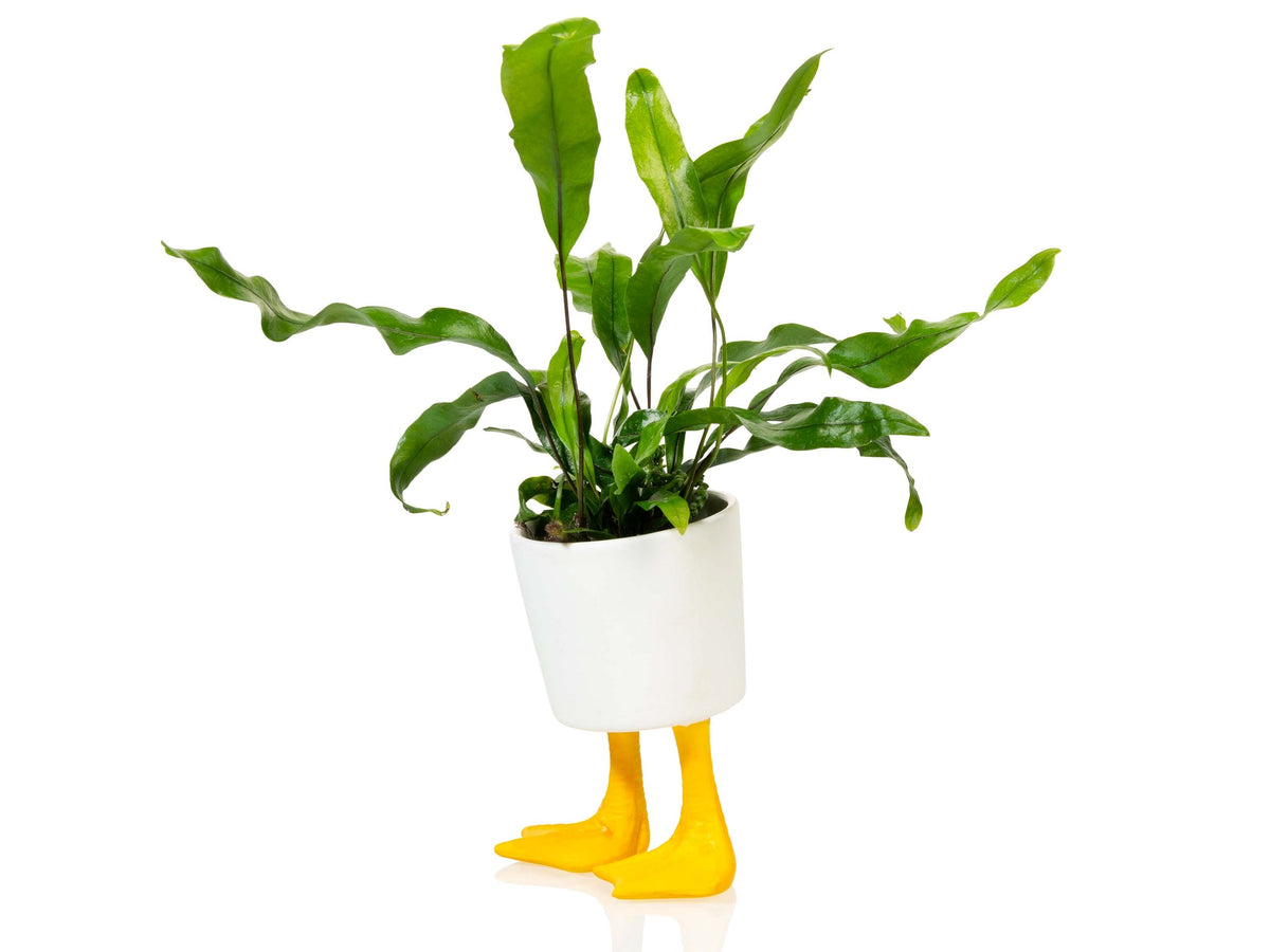 Duck Feet Planter Small