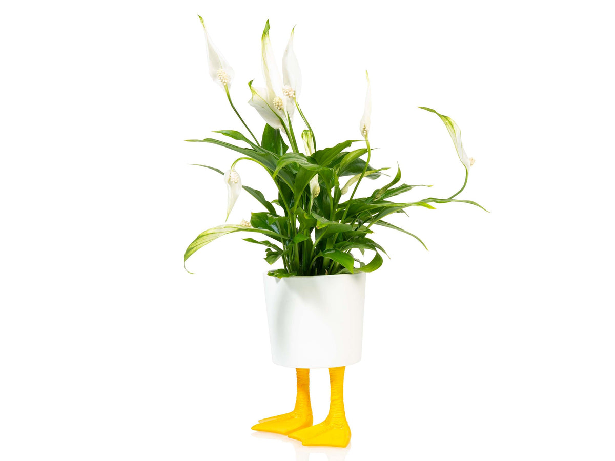 Duck Feet Planter Large