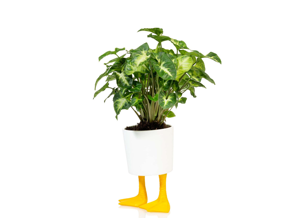 Duck Feet Planter Large