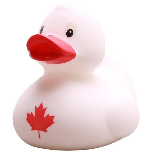 Canada Duck