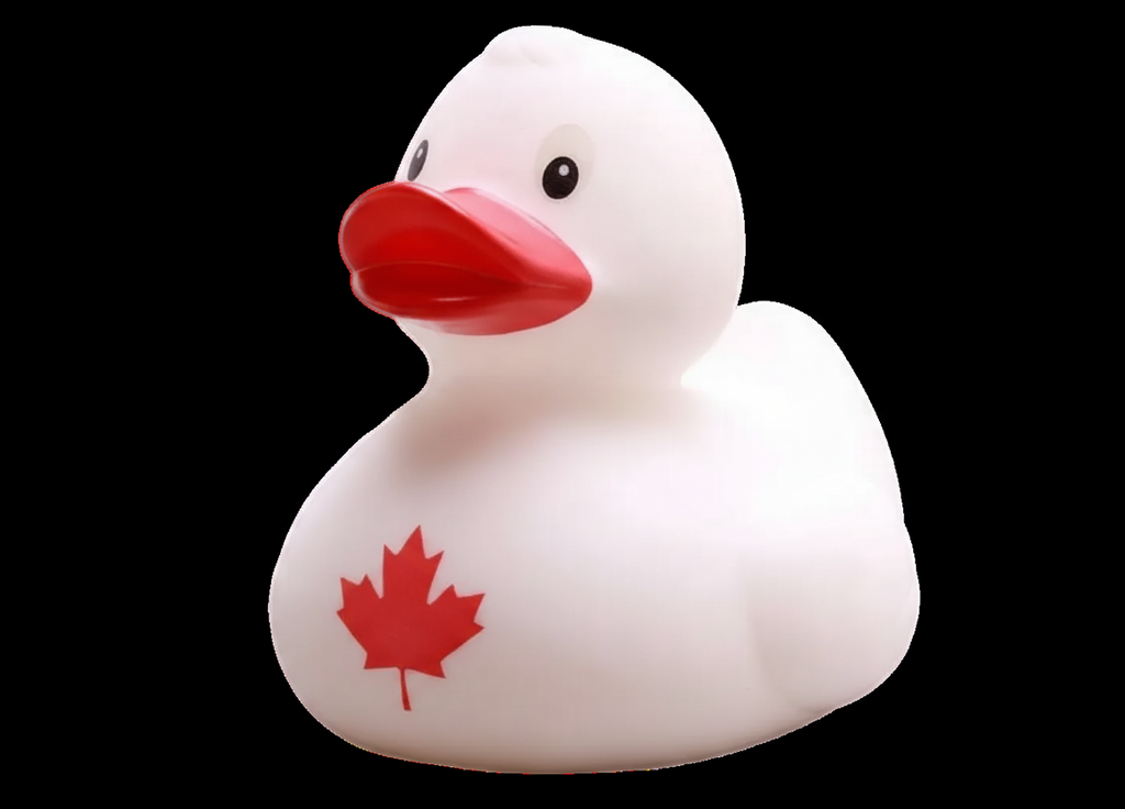 Canada Duck