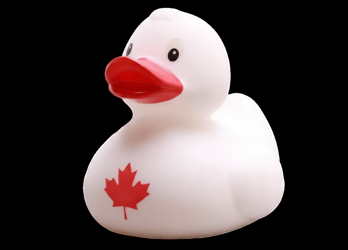 Canada Duck