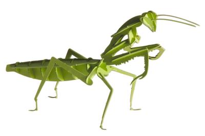 Modèle En Papier 3D - Prince Priant