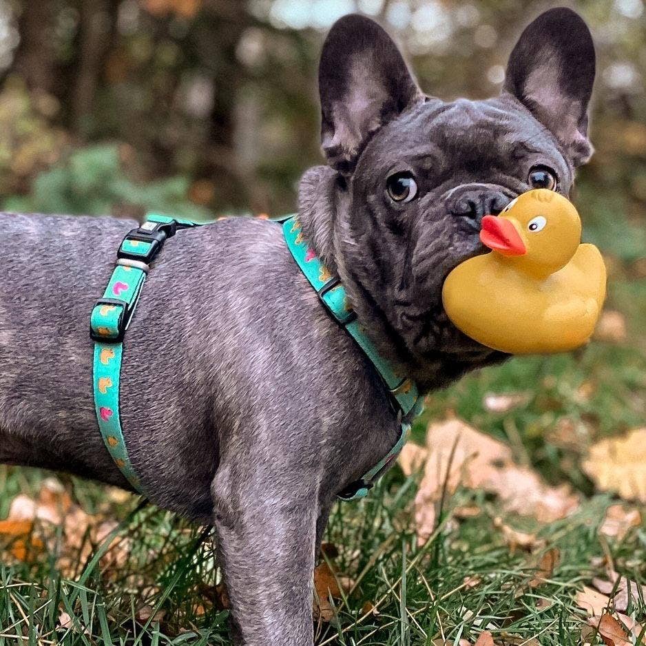 H-Geschirr - Enten