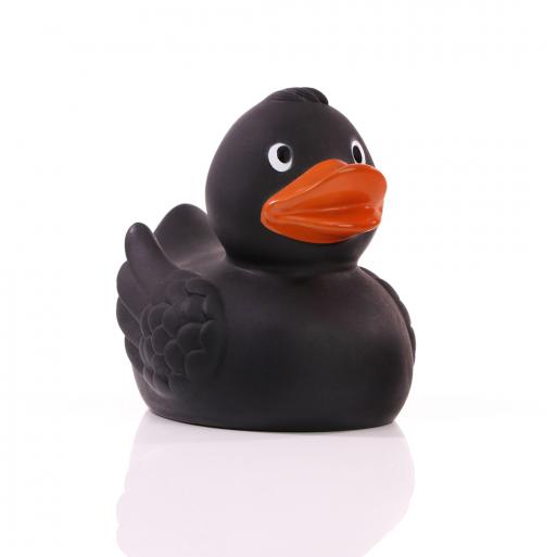 Black duck