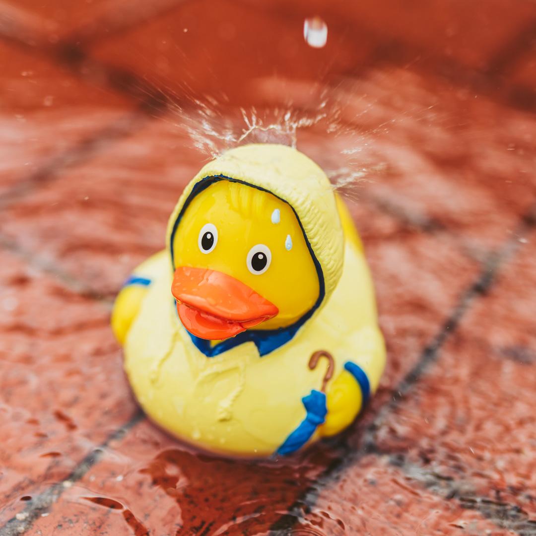 canard-mauvais-temps-schnabels