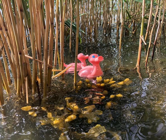 Ente Schwein Posankka