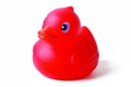 Red duck