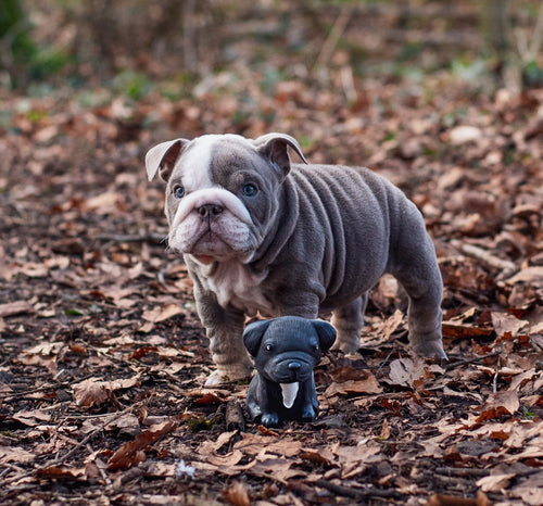 Welpenparade Französische Bulldogge