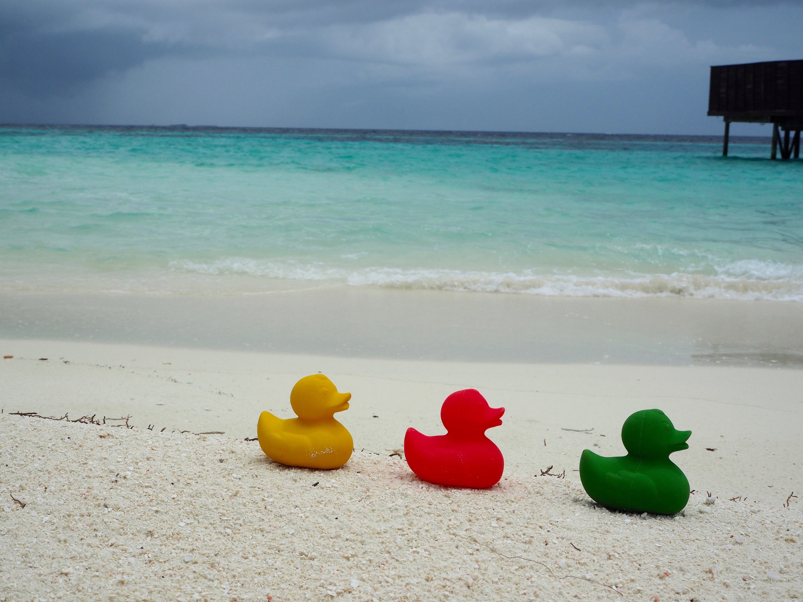 Produit Elvis Le Canard Jaune Collection