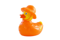 Rain -time duck