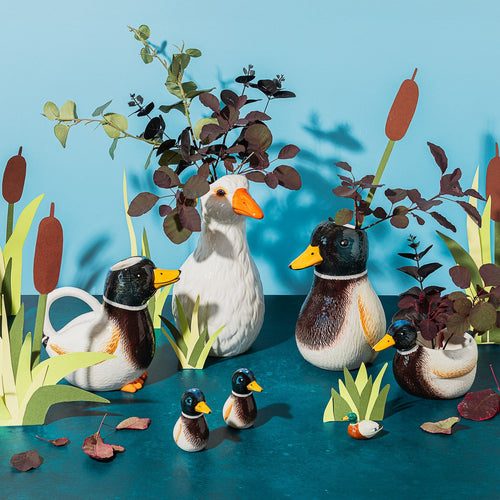 Salt and pepper Mallard duck