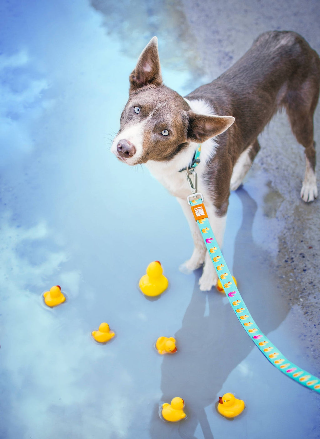 Keep it Short – Ducks