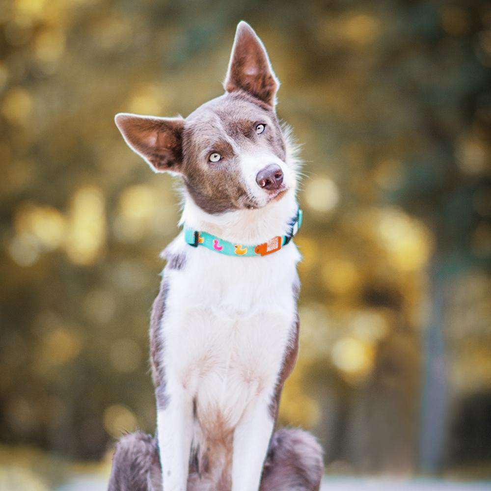 Hundehalsband mit Smart ID - Enten