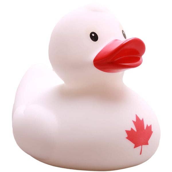 Canada Duck