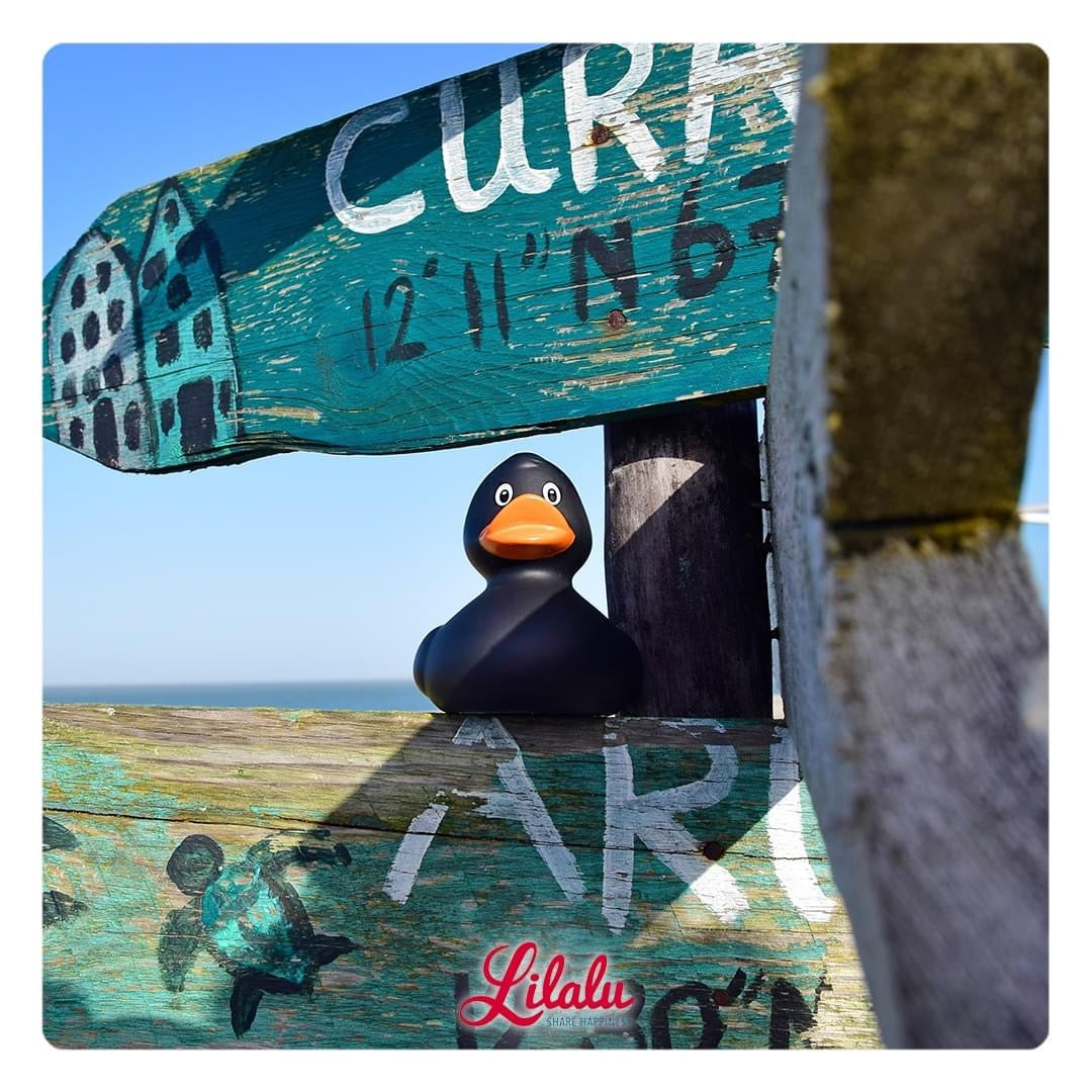 Schwarze klassische Ente