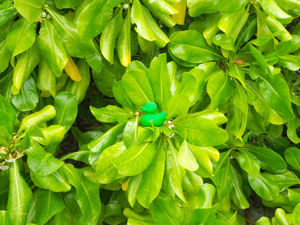 canard monochrome vert oli carol