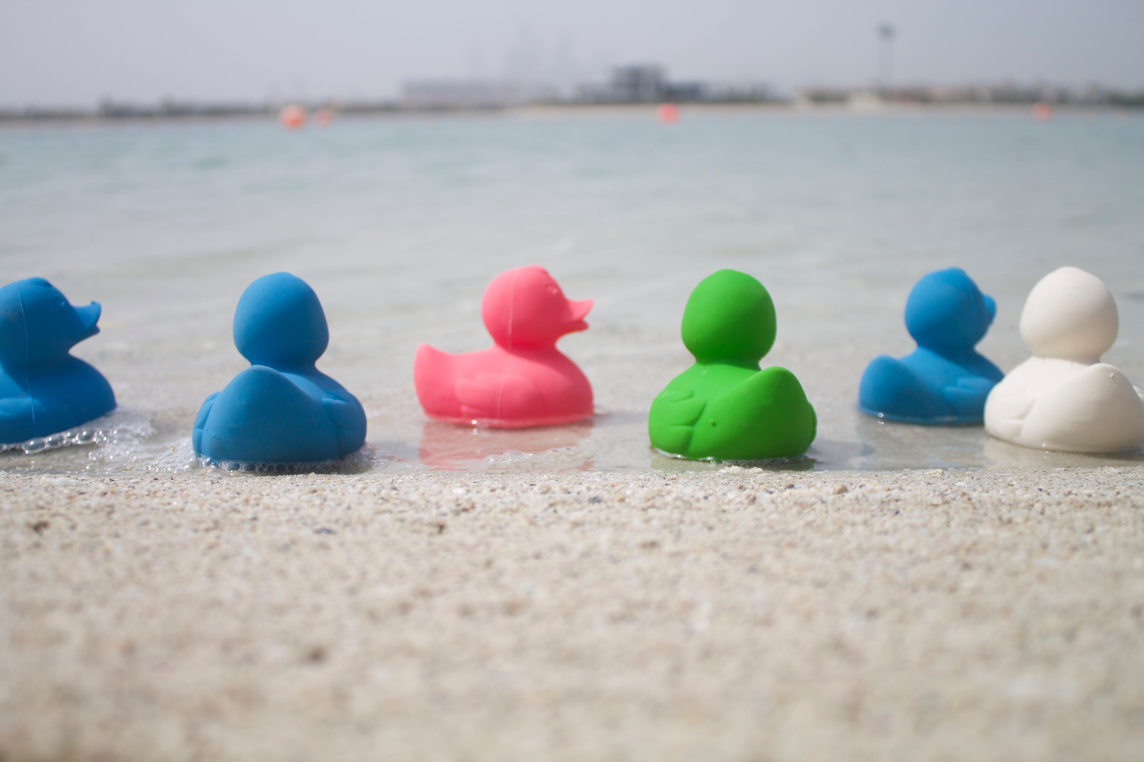 canard-monochrome-rose-oli-carol