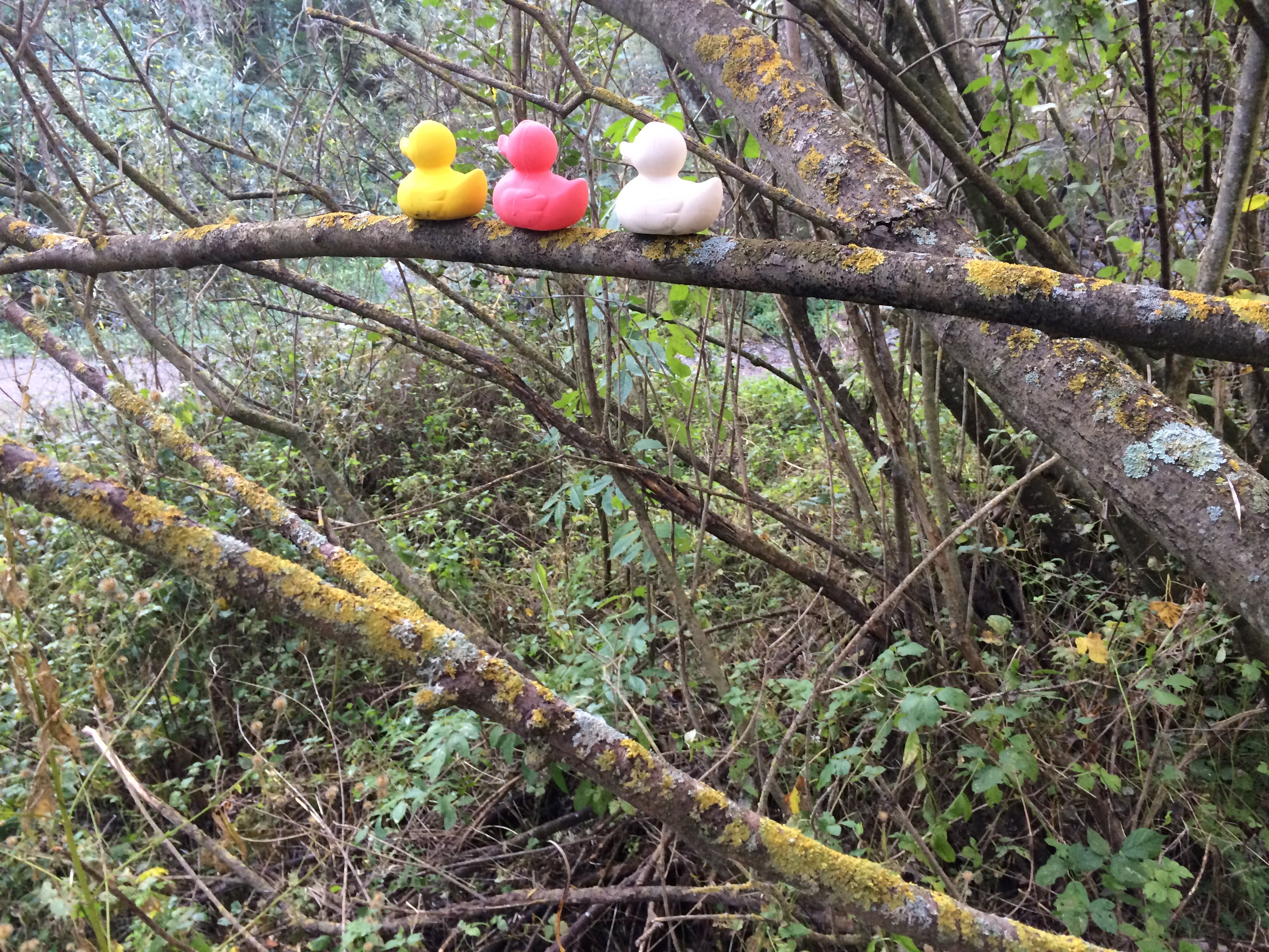 canard-monochrome-rose-oli-carol