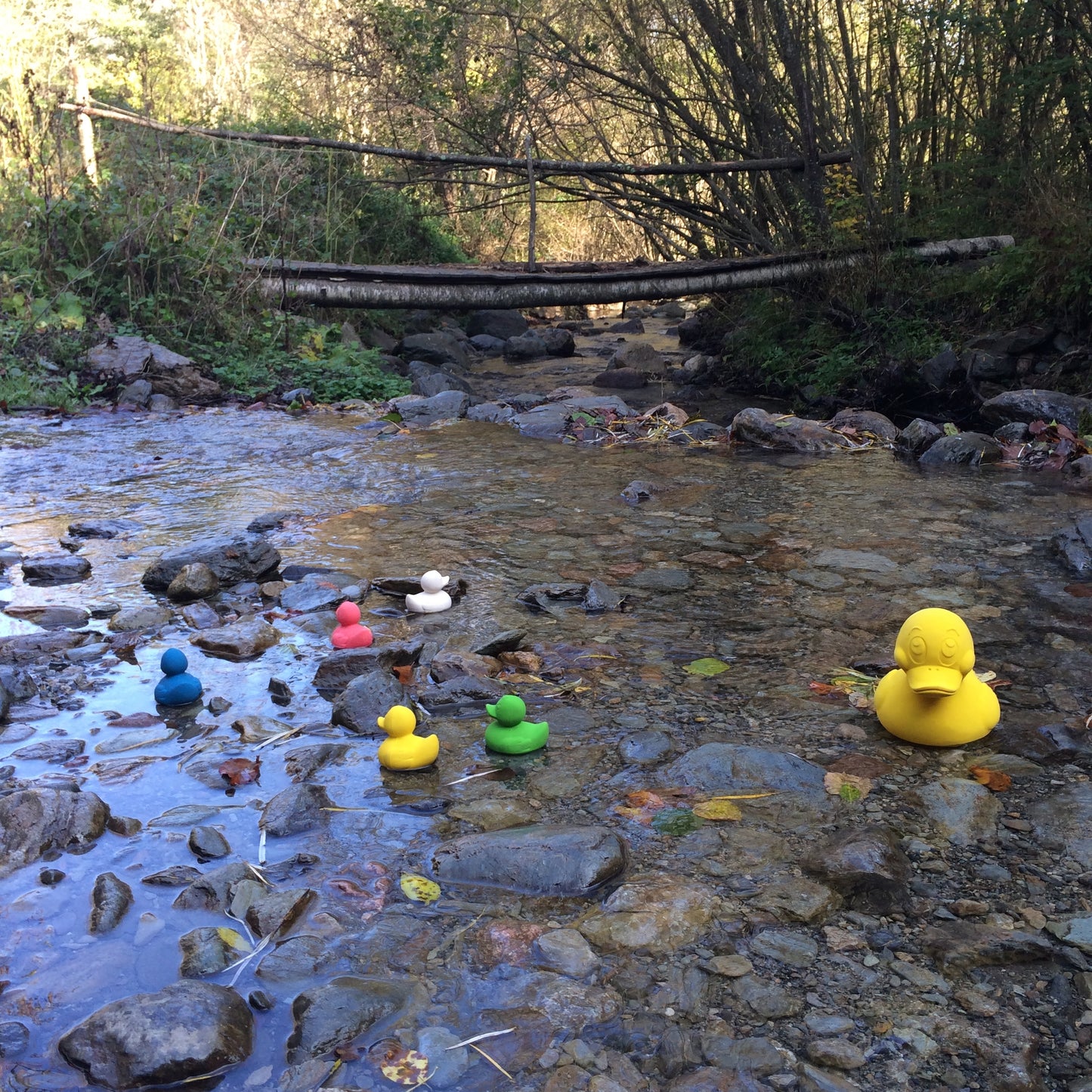 Elvis le Canard Blanc